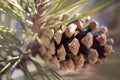 Pine cone, close-up. macro photo. Royalty Free Stock Photo