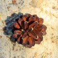 Pine cone close-up on sand, square image. Square composition Royalty Free Stock Photo