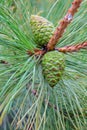Pine cone Royalty Free Stock Photo