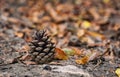Pine cone Royalty Free Stock Photo