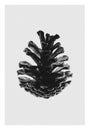 Pine cone - closeup - fine art v2