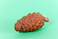 Pine cone closeup on green background Royalty Free Stock Photo