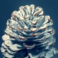 Pine cone closeup. Royalty Free Stock Photo