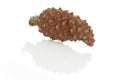 Pine cone closeup on white background,,isolated on Royalty Free Stock Photo