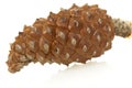 Pine cone closeup on white background,,isolated on Royalty Free Stock Photo