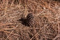 Pine Cone in Coniferous forest Royalty Free Stock Photo