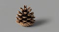 A pine cone from a coniferous tree is depicted on a plain gray background. The cone displays a Royalty Free Stock Photo