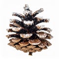 Pine Cone Covered with Fluffy White Snow on White Background Macro Shot Royalty Free Stock Photo