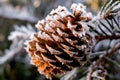 a pine cone covered in frost