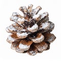 Pine Cone Covered with Snow on White Background Studio Shot in Winter Royalty Free Stock Photo