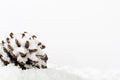 Pine cone covered in white fluffy snow Royalty Free Stock Photo