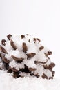 Pine cone covered in white fluffy snow Royalty Free Stock Photo
