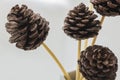 Pine cone for decoration