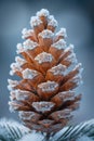 pine cone delicately covered in fluffy white snow, creating a beautiful and serene winter scene Royalty Free Stock Photo