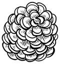 Pine cone - design element in pencil drawing style