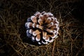 Pine cone in dramatic light in dry grass Royalty Free Stock Photo