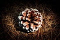 Pine cone in dramatic light in dry grass Royalty Free Stock Photo