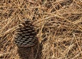 Pine cone on dried pine needles in the early morning light Royalty Free Stock Photo