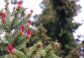 Pine cone with drops on needles from the rain