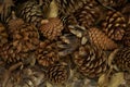 Pine cone background