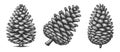 Pine Cone engraving set vector collection Royalty Free Stock Photo