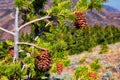 Pine cone on the evergreen pine tree branch, group on Fir, conifer, spruce close up in Utah, blurred background on a hike in the R