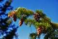 Pine cone on the evergreen pine tree branch, group on Fir, conifer, spruce close up in Utah, blurred background on a hike in the R