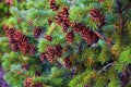 Pine cone on the evergreen pine tree branch, group on Fir, conifer, spruce close up in Utah, blurred background on a hike in the R