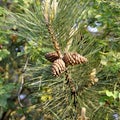 Pine cone on the evergreen pine three branch. Fir-tree, conifer, spruce close up, blurred background