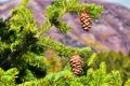 Pine cone on the evergreen pine tree branch, group on Fir, conifer, spruce close up in Utah, blurred background on a hike in the R