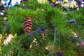 Pine cone on the evergreen pine tree branch, group on Fir, conifer, spruce close up in Utah, blurred background on a hike in the R