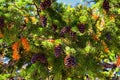 Pine cone on the evergreen pine tree branch, group on Fir, conifer, spruce close up in Utah, blurred background on a hike in the R