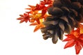 Pine cone and fall leaves Royalty Free Stock Photo