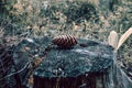 A pine cone on a felling of a tree. Summer photo session 2021 Royalty Free Stock Photo