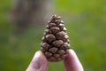 Pine cone and fingers in forets Royalty Free Stock Photo