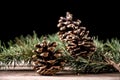 Natural Elegance: A Captivating Pine Cone on Fir Tree Branch Royalty Free Stock Photo