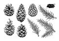 Pine cone and fir tree set. Botanical hand drawn vector Royalty Free Stock Photo