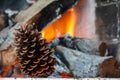 Pine cone on a fire background Royalty Free Stock Photo