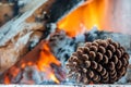 Pine cone on a fire background Royalty Free Stock Photo