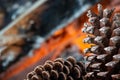 Pine cone on a fire background Royalty Free Stock Photo
