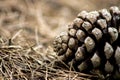 Pine cone Royalty Free Stock Photo