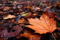 a pine cone on a forest floor covered in fallen autumn leaves Royalty Free Stock Photo