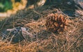 Pine Cone on the forest floor Royalty Free Stock Photo