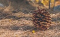 Pine Cone on the forest floor Royalty Free Stock Photo
