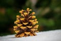 Pine cone in the forest on the snow on a blurred background Royalty Free Stock Photo