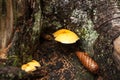 Pine cone and fungi Royalty Free Stock Photo