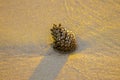 Pine cone on golden sand at sunset Royalty Free Stock Photo
