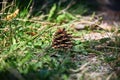The pine cone on a grass Royalty Free Stock Photo