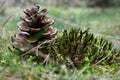 Pine cone in grass Royalty Free Stock Photo