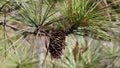 Pine cone and green pine needles against blurred background Royalty Free Stock Photo